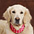 Pet Photographers Cambridge, Ely